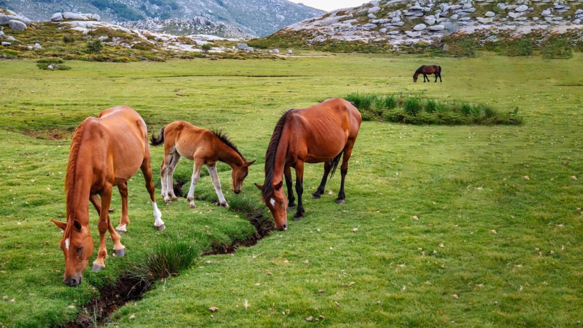 فندق Domaine Le Mouflon D'Or زونزا المظهر الخارجي الصورة