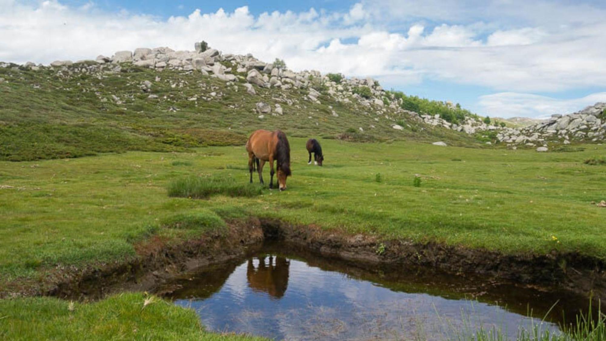فندق Domaine Le Mouflon D'Or زونزا المظهر الخارجي الصورة